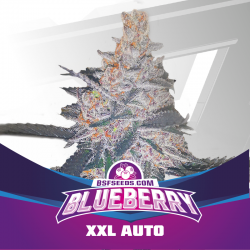 Blueberry XXL Auto 2 Semillas Bsf Seeds