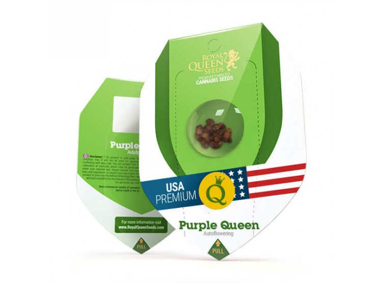 Purple Queen Auto 1 Semilla RQS - Royal Queen Seeds