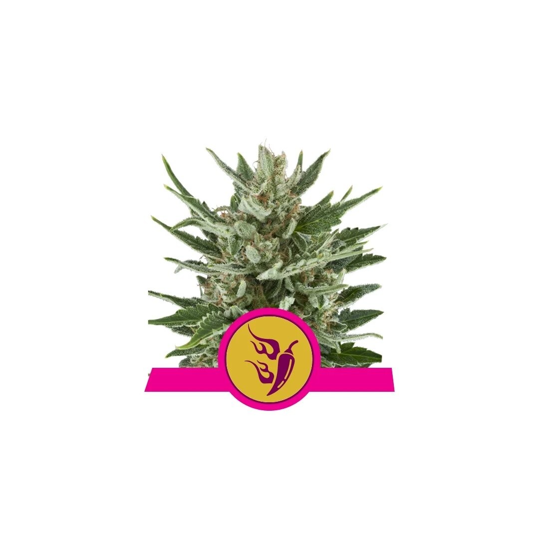 Speedy Chile Fast Flowering 1 Semilla RQS - Royal Queen Seeds