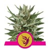 Speedy Chile Fast Flowering 1 Semilla RQS - Royal Queen Seeds