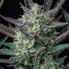 Purple Punch Auto 1 Semilla RQS - Royal Queen Seeds
