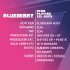 Blueberry XXL Auto 12 Semillas Bsf Seeds - BSF Seeds