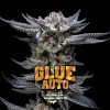 Gorilla Glue Auto GK 7 Semillas Bsf Seeds - BSF Seeds