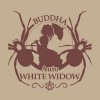 Auto White Widow 3 Semillas Buddha Classics - Buddha seeds