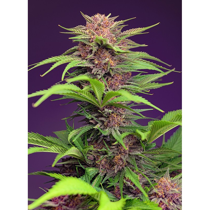 Red Mimosa XL Auto 3+1 Semillas Sweet Seeds - Sweet Seeds