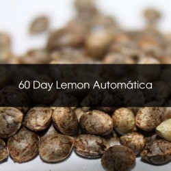 60 Day Lemon Automatica A Granel