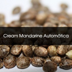 Cream Mandarine Automática A Granel