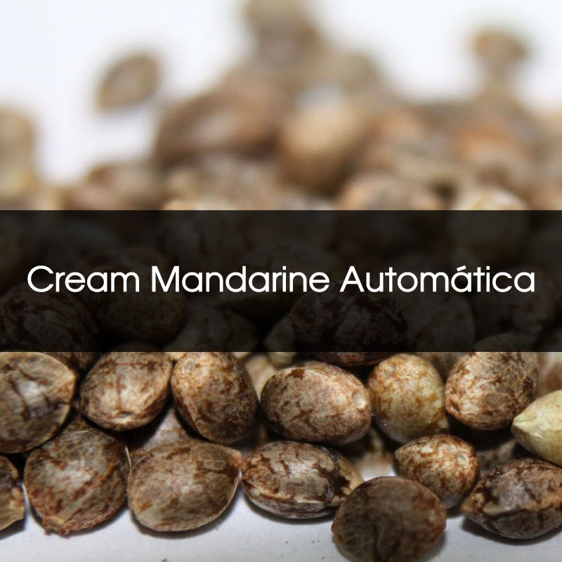 Cream Mandarine Automática A Granel - Semillas a Granel Chile