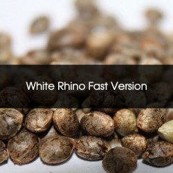White Rhino Fast Version Feminizada A Granel