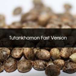 Tutankhamon Fast Version Feminizada a Granel