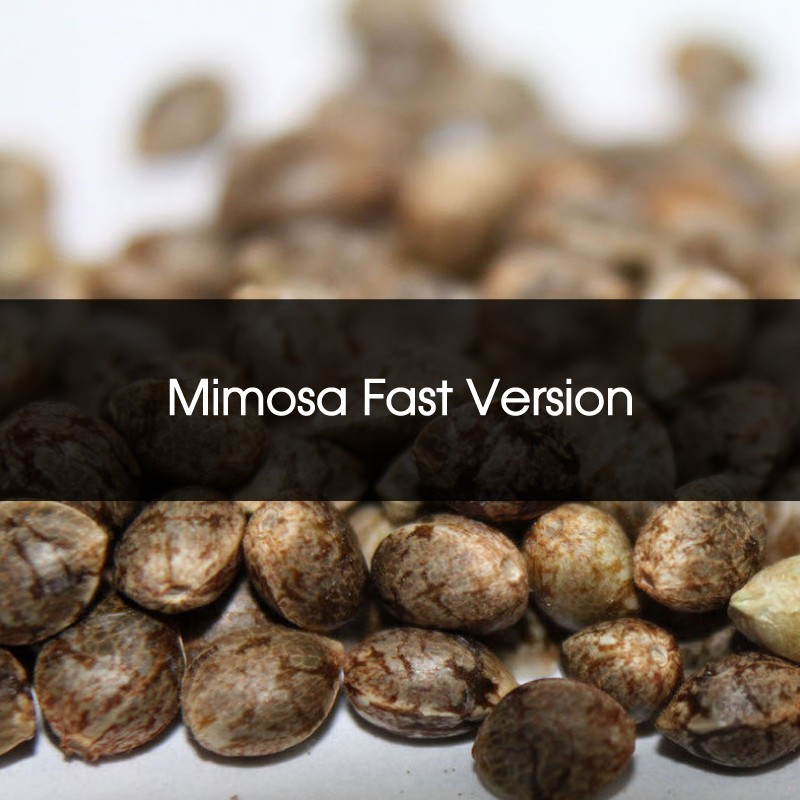 Mimosa Fast Version Feminizada A Granel - Semillas a Granel Chile