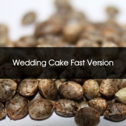 Pack 100 Wedding Cake Fast Version Feminizada A Granel