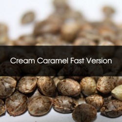 Pack 100 Cream Caramel Fast Version Feminizada A Granel