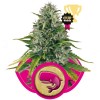 Royal Moby 3 Semillas RQS - Royal Queen Seeds