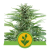 Easy Bud Automatic 3 Semillas RQS - Royal Queen Seeds