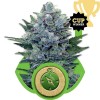 Northern Light Automatic 3 Semilla RQS - Royal Queen Seeds