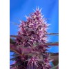 Red Poison Auto 3 Semillas Sweet Seeds - Sweet Seeds
