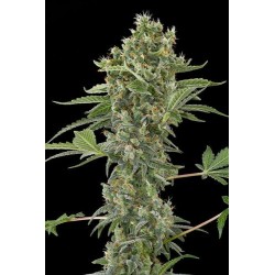 Moby Dick Auto 5 Semillas Black Code Seeds