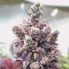 Red Critical Auto 2 Semillas Bsf Seeds - BSF Seeds
