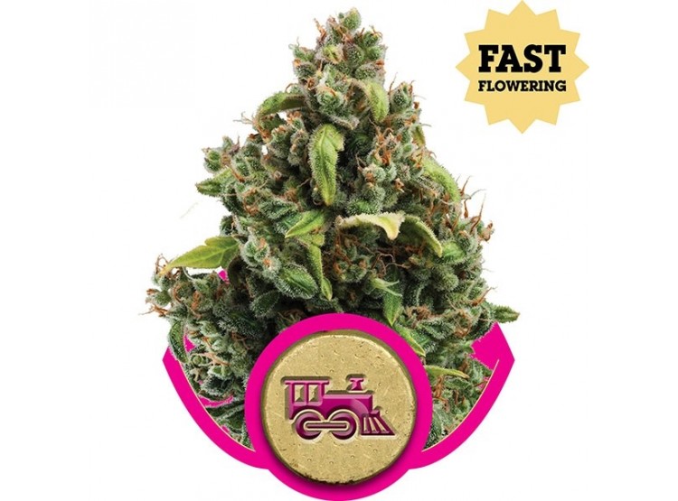 Candy Kush Express (Fast Flowering) 1 Semilla RQS - Royal Queen Seeds