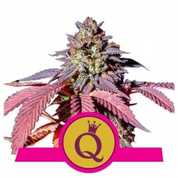 Purple Queen 1 Semilla RQS